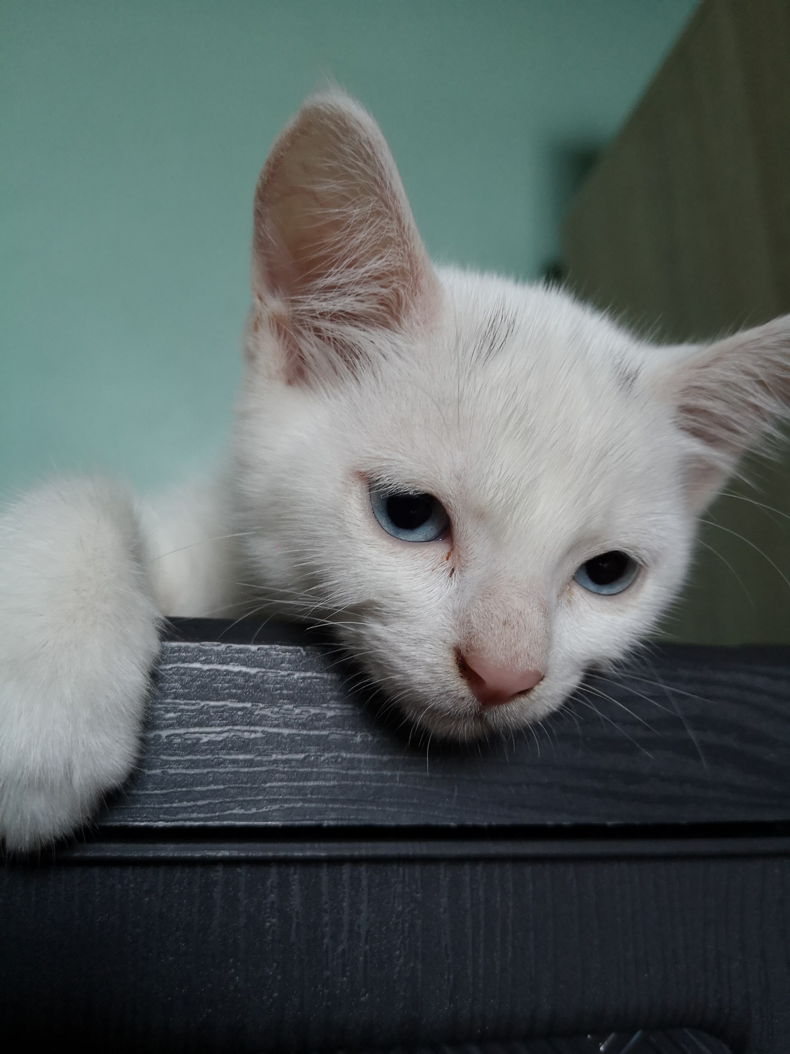 Cat 9 Image 1