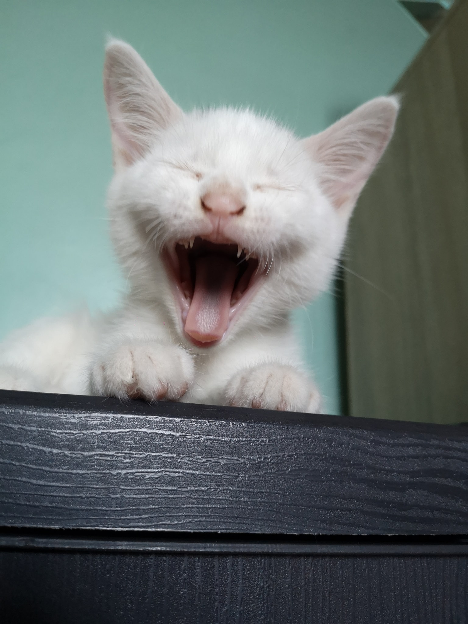 Cat 9 Image 2