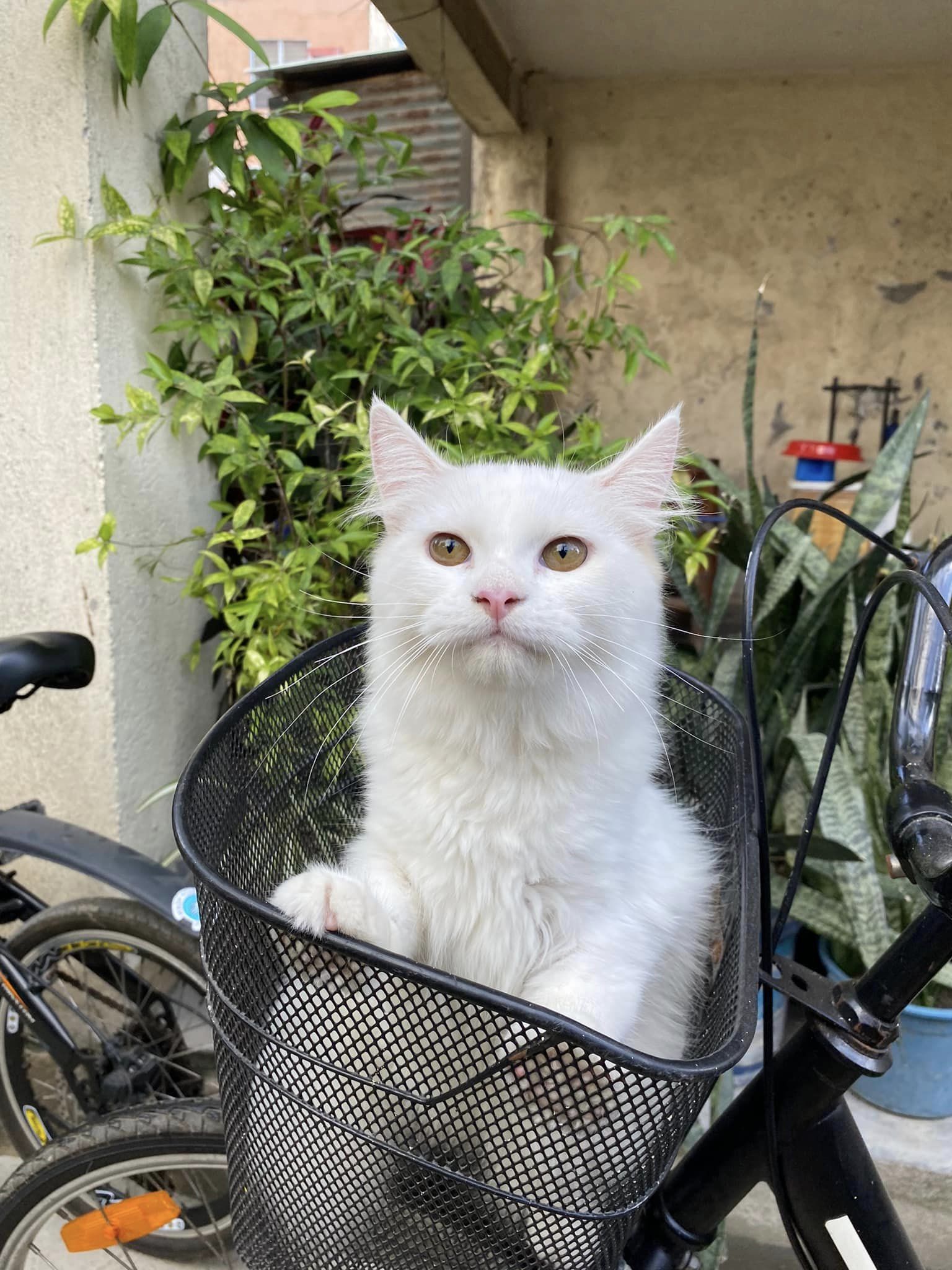 Duma