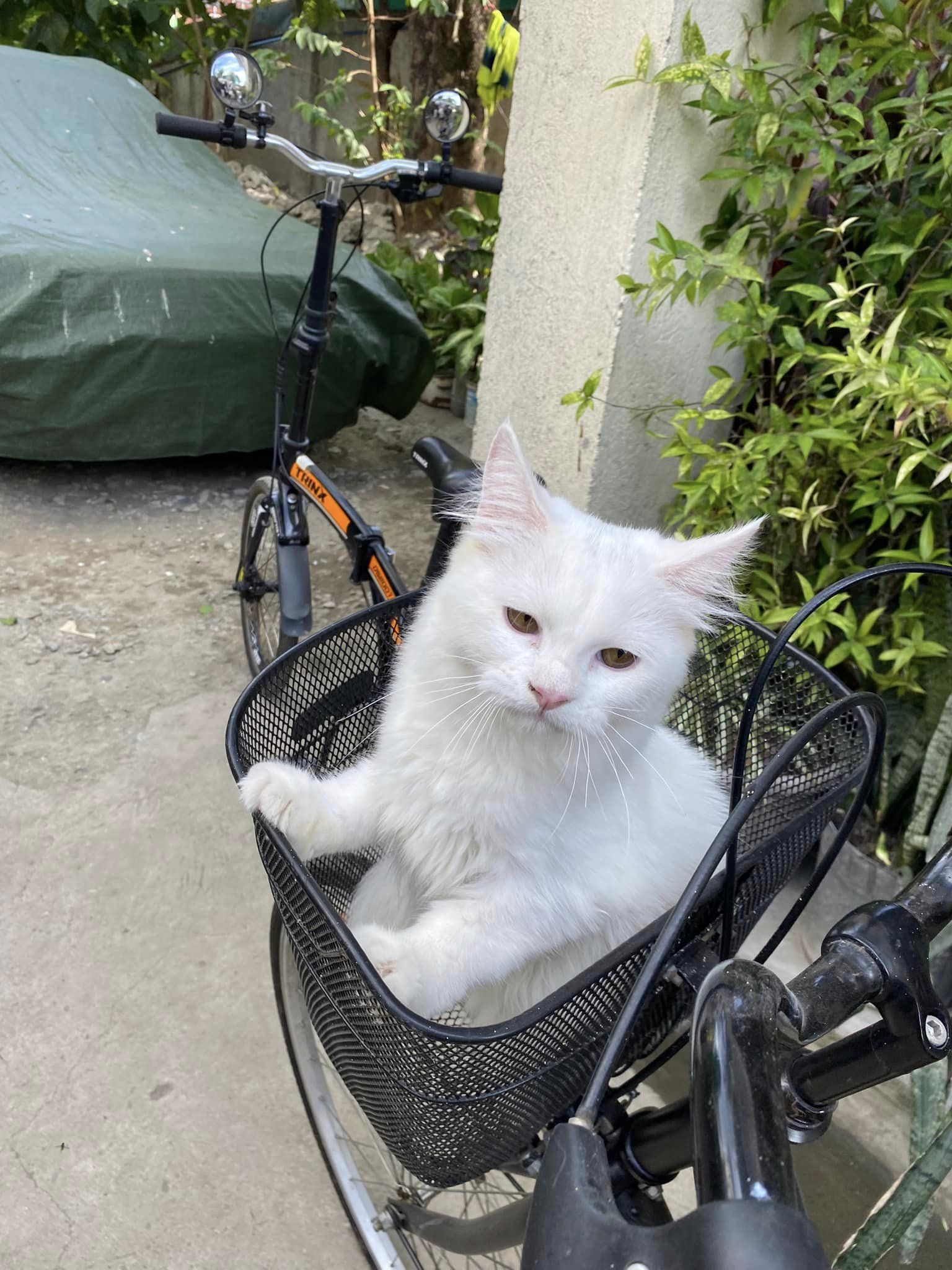 Cat 3 Image 2