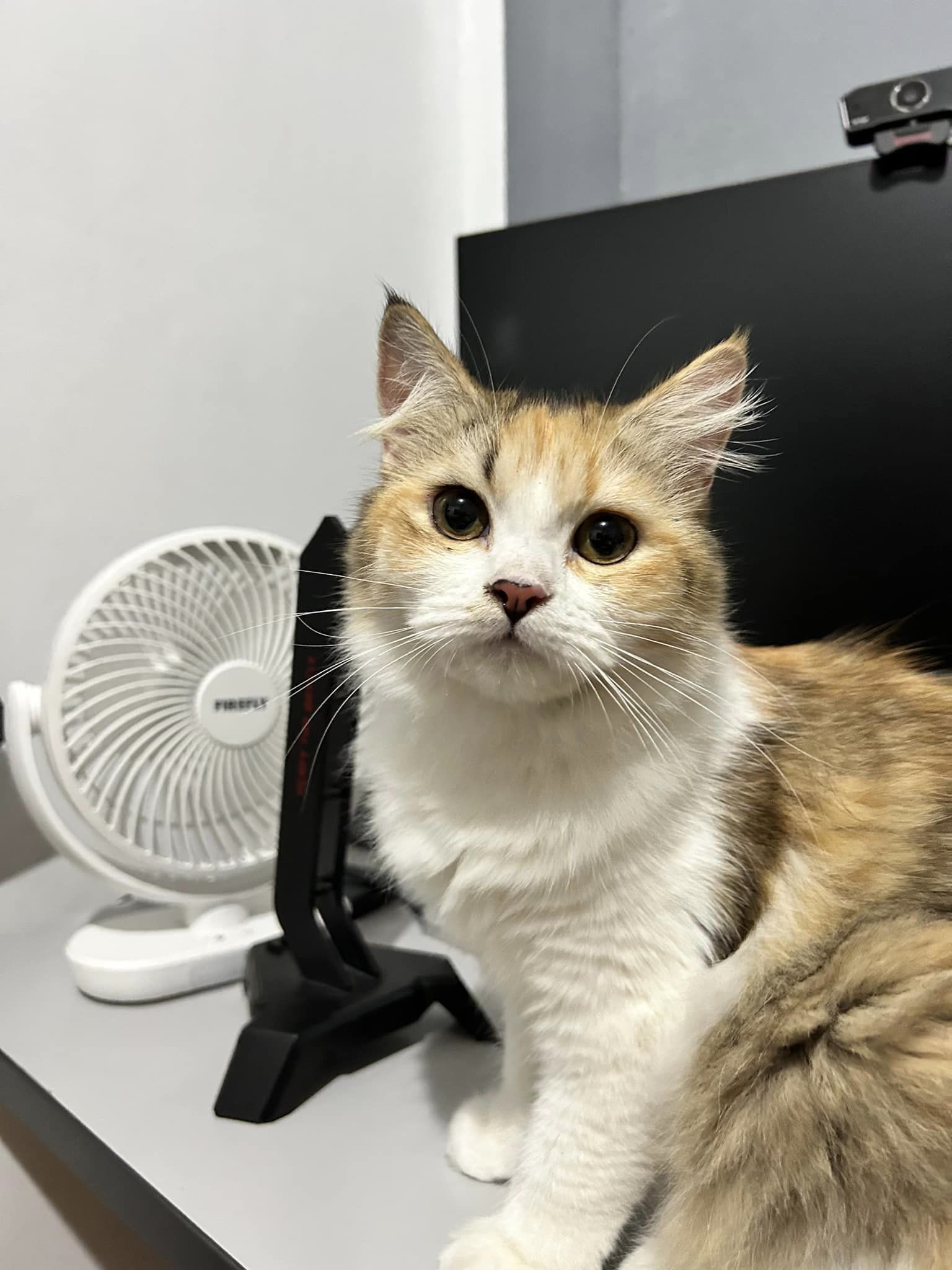 Cat 2 Image 2