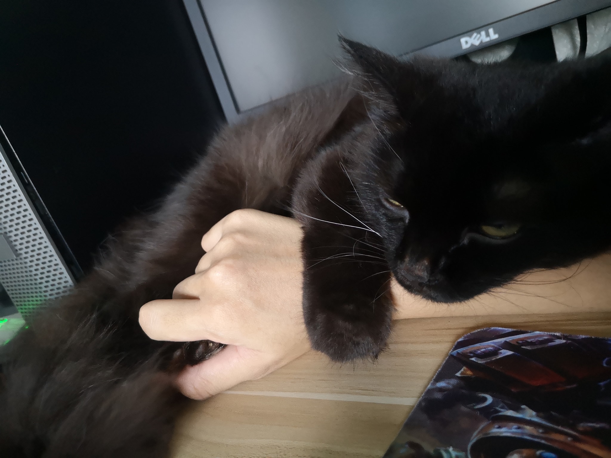 Cat 6 Image 1
