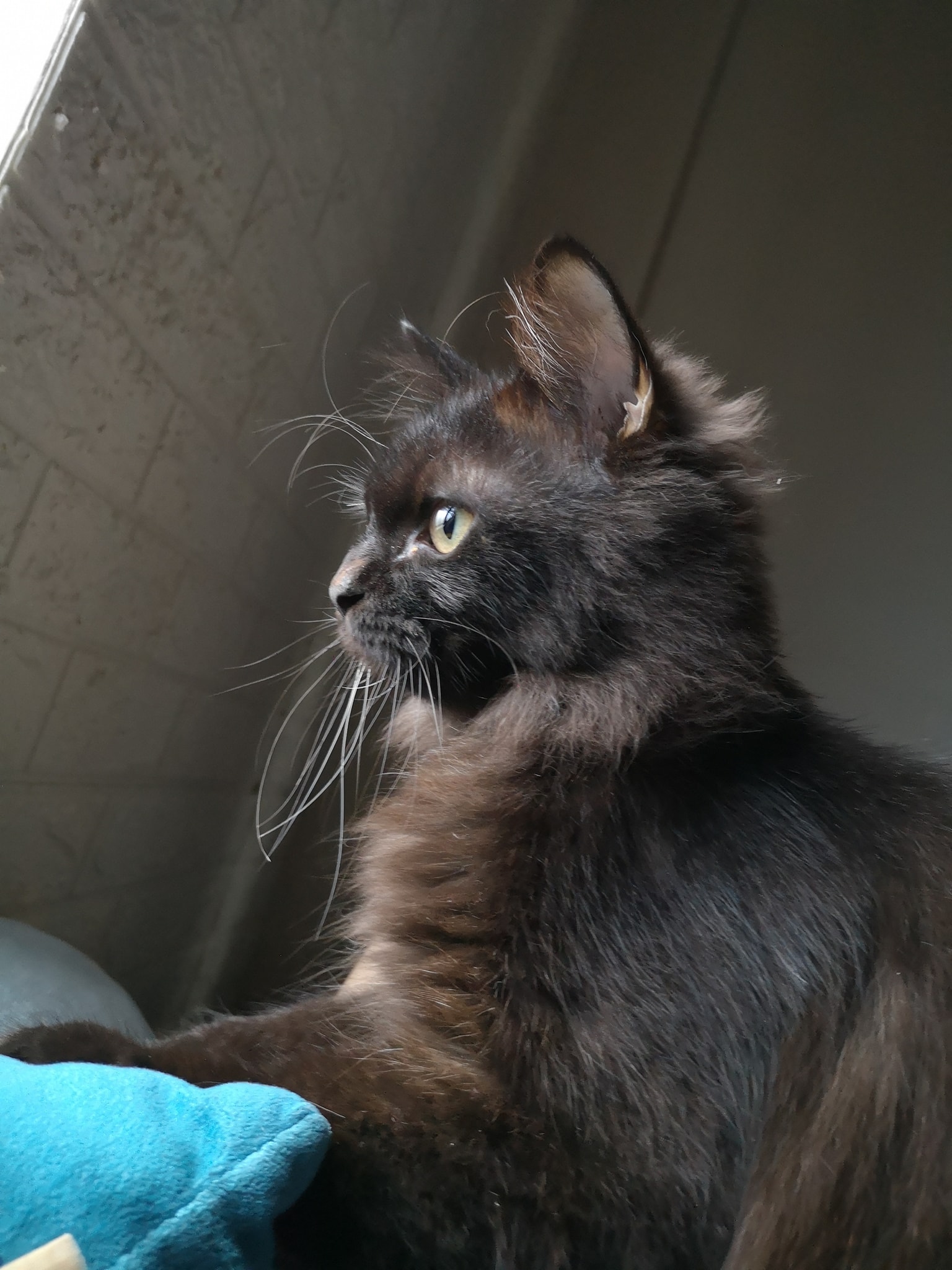 Cat 6 Image 2