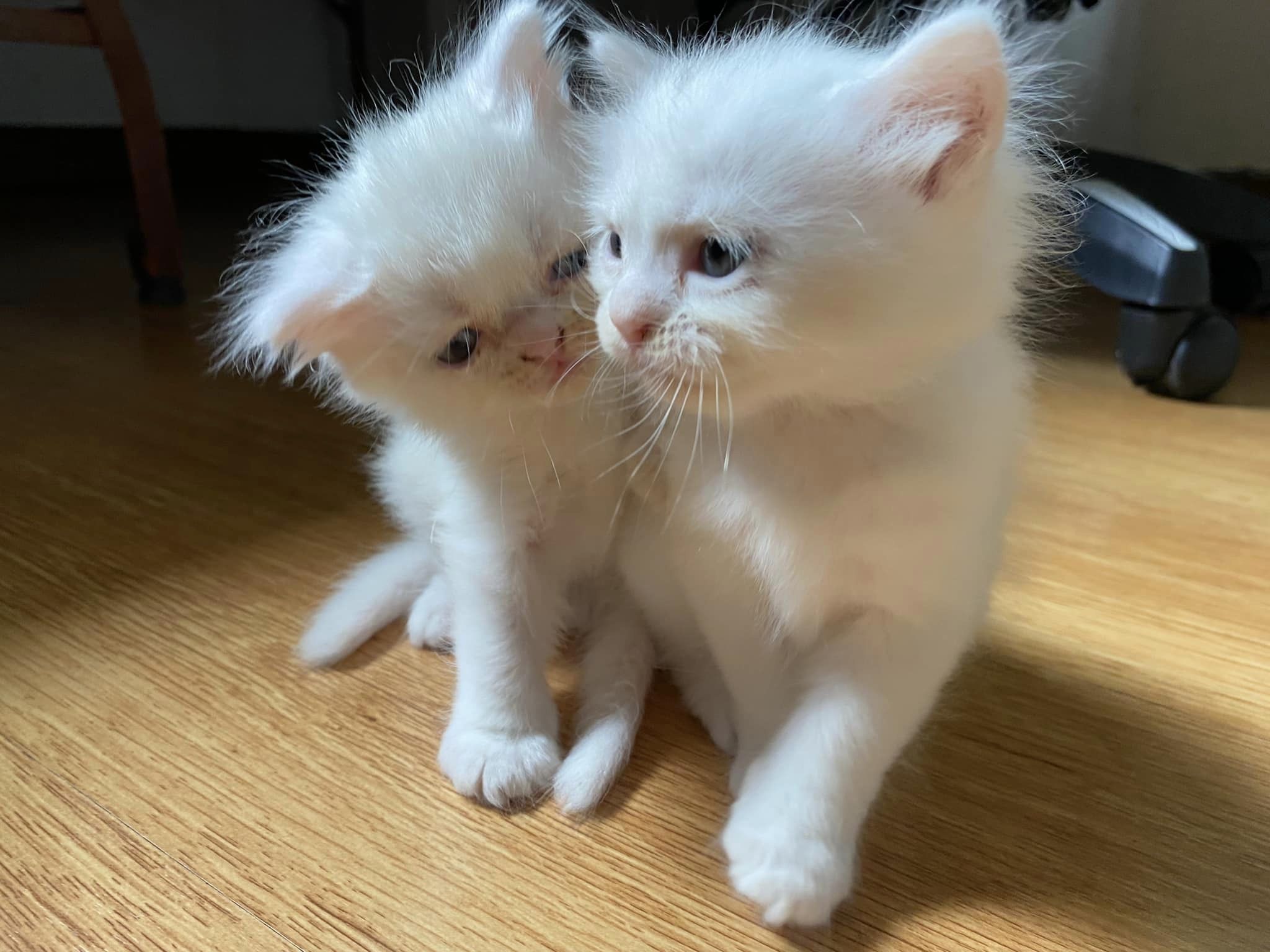 Hara and Phoebe