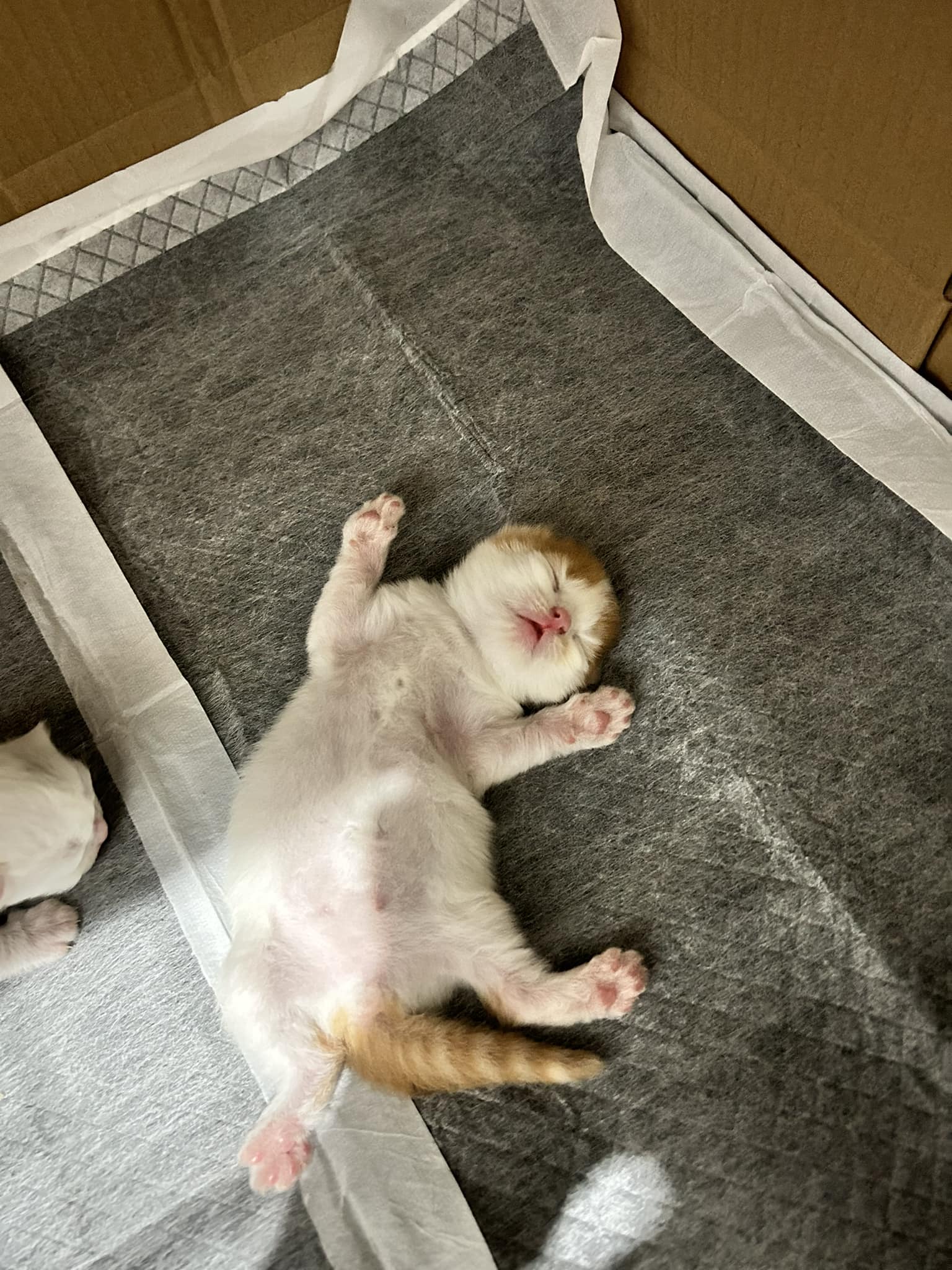 The Kittens