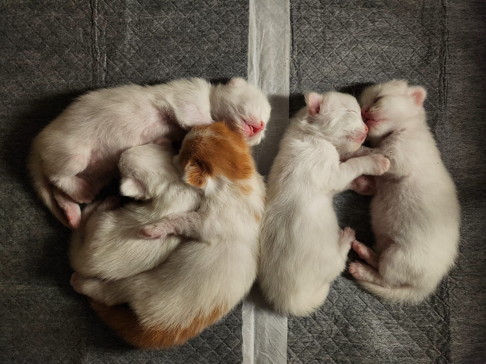 Cat 4 Image 2