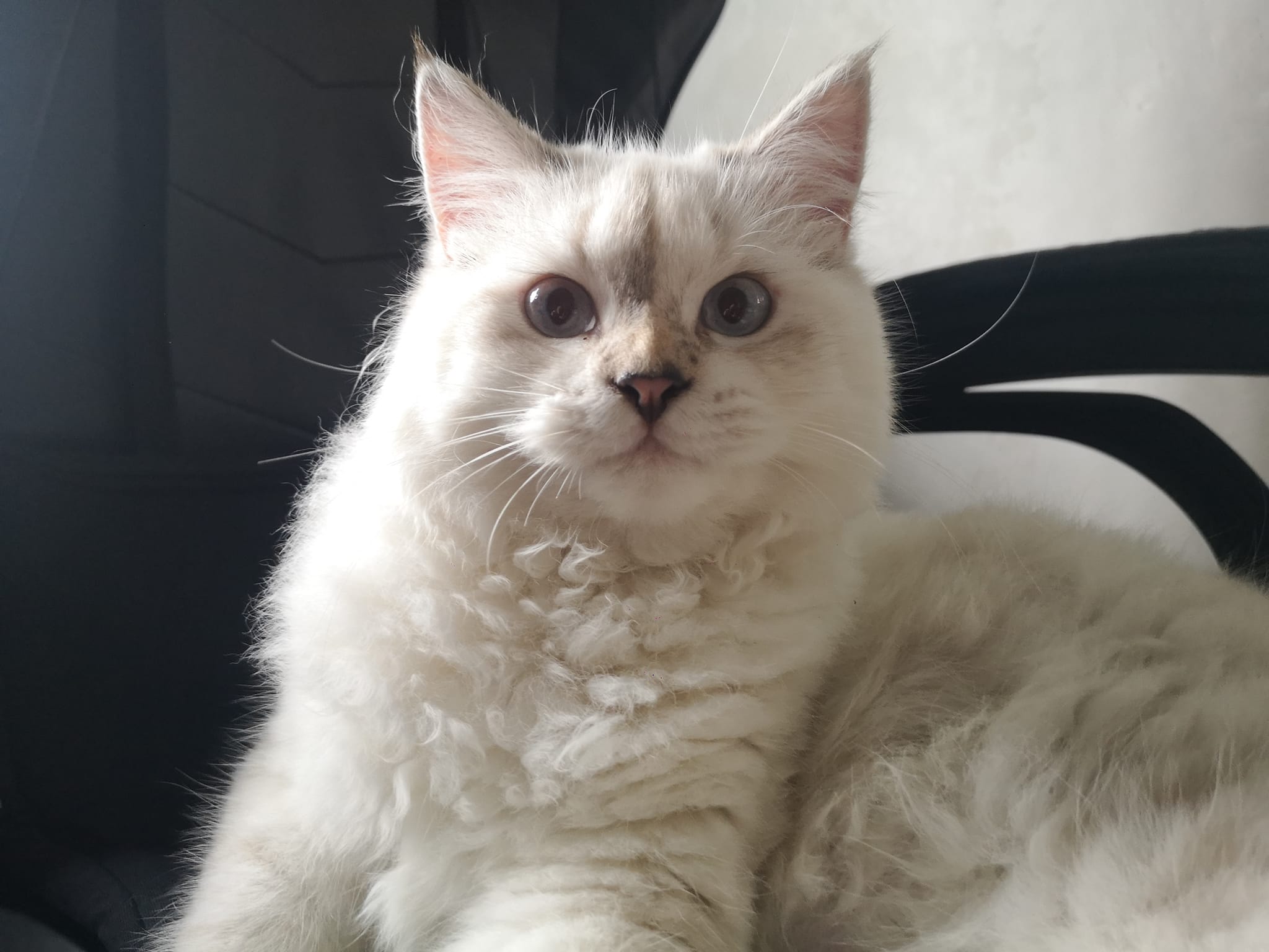 Logan