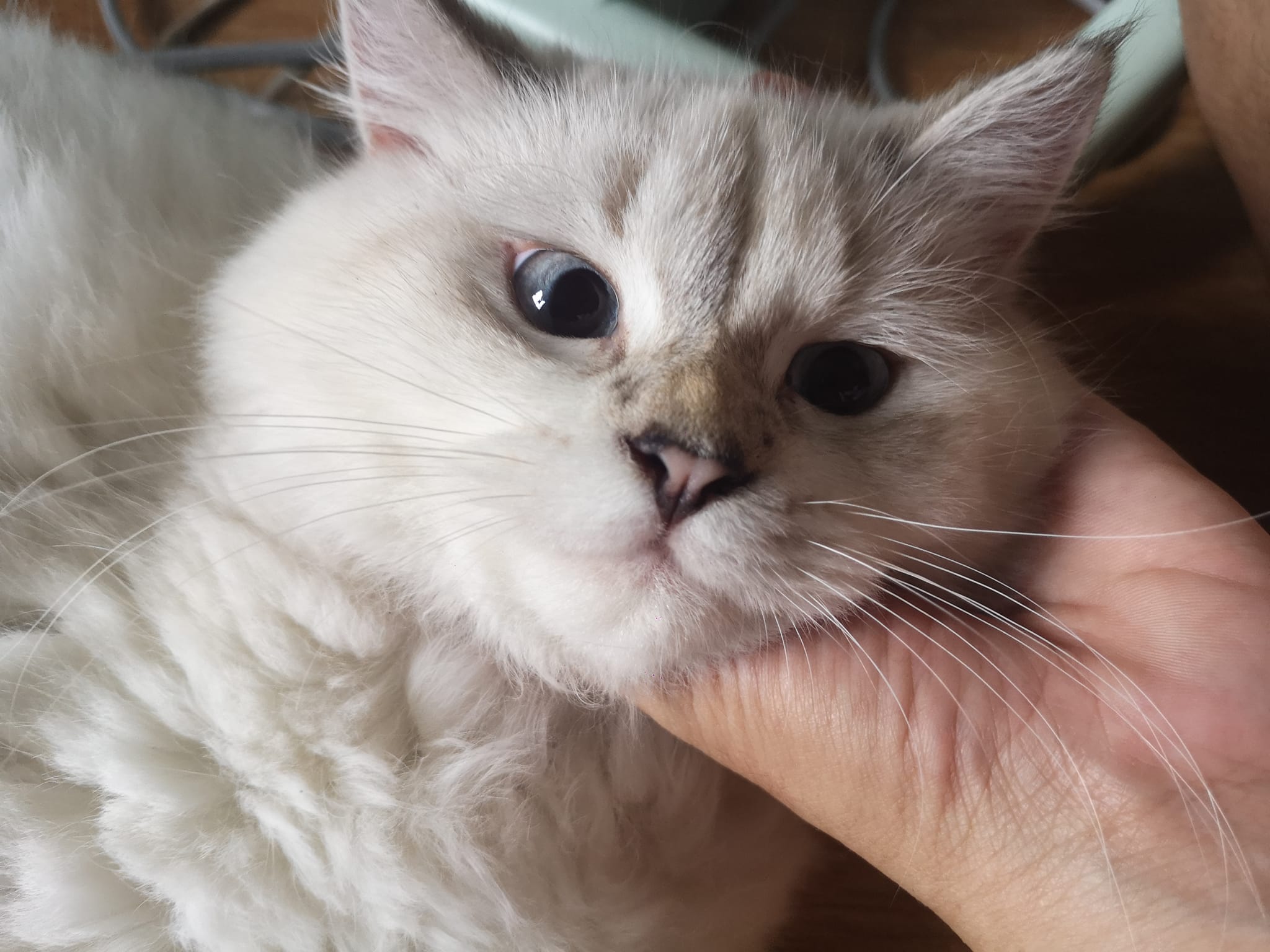 Cat 5 Image 1