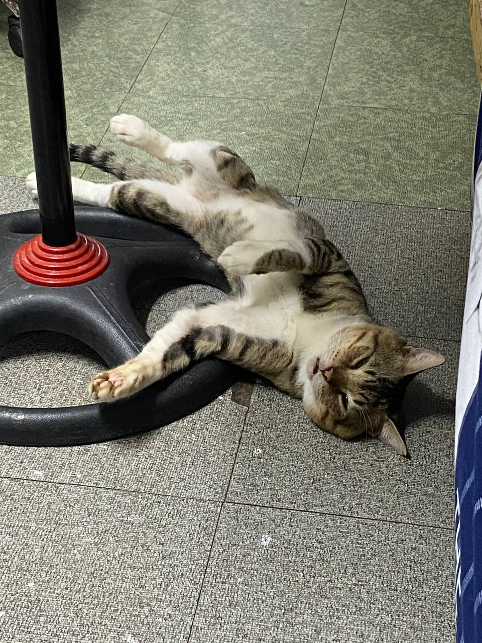 Cat 1 Image 2