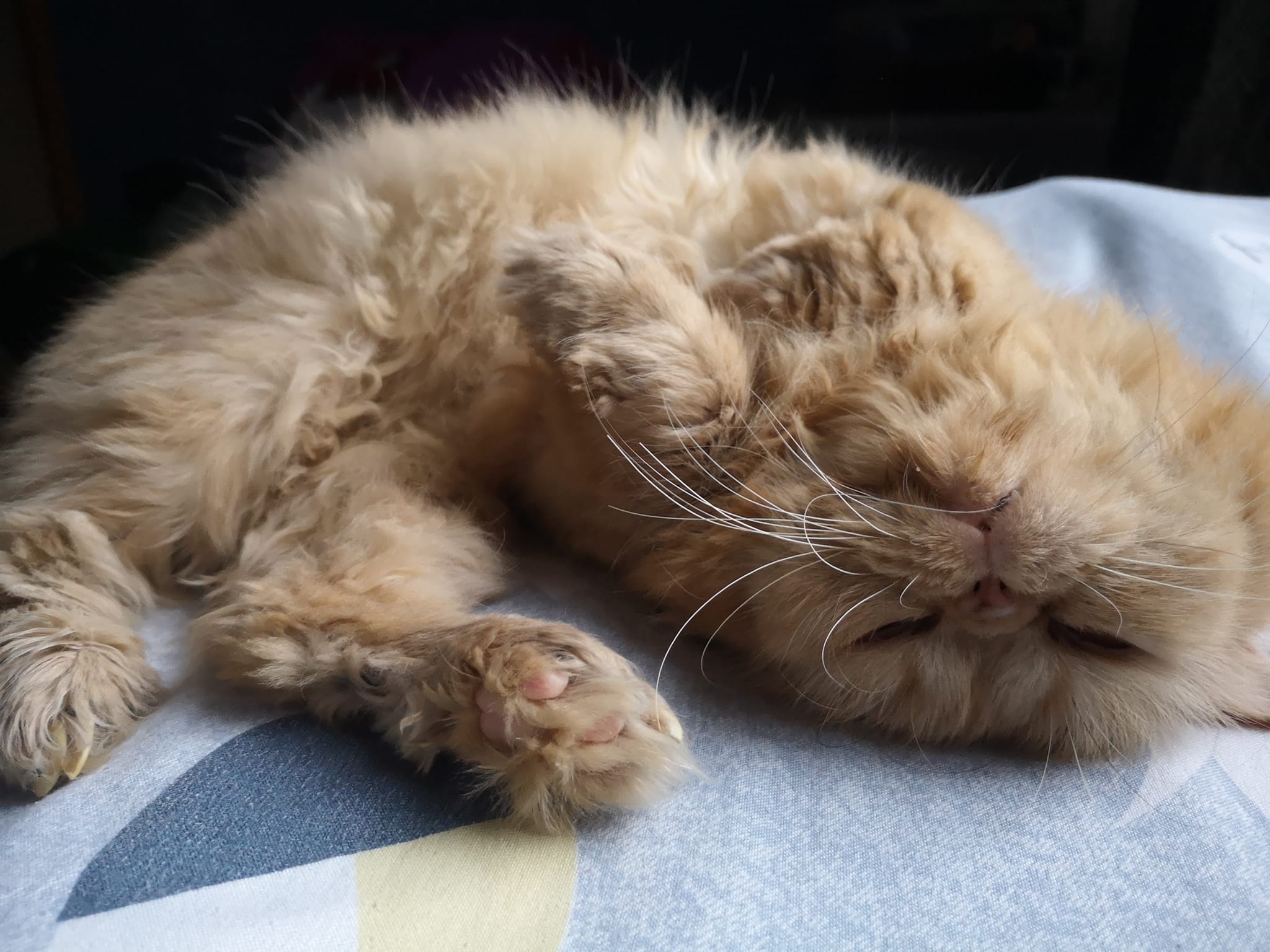 Cat 8 Image 1