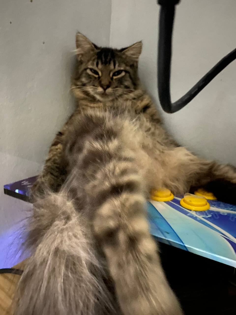Cat 1 Image 1
