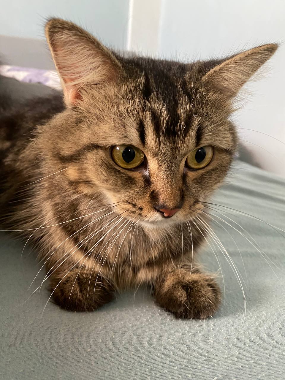 Cat 1 Image 2
