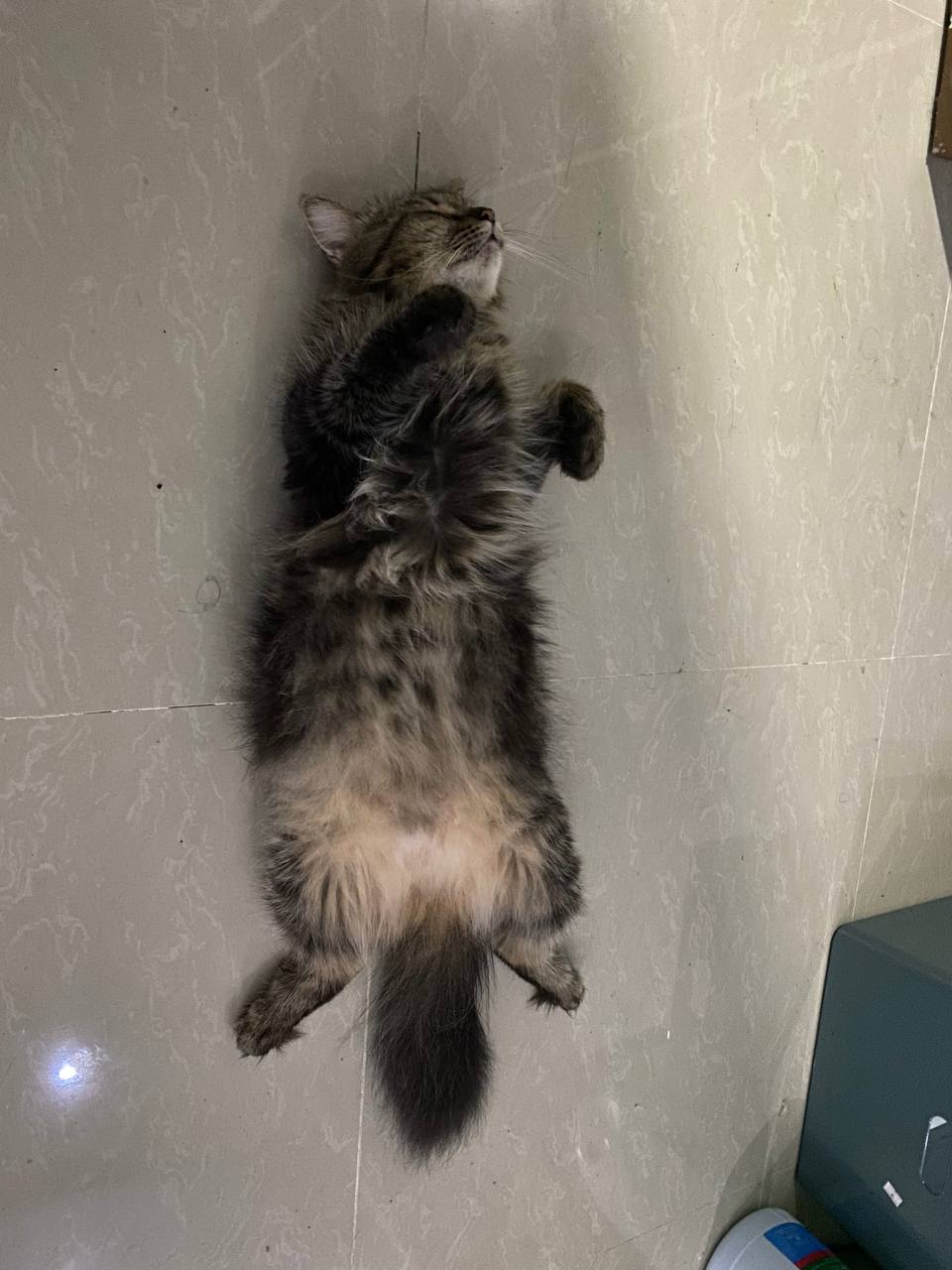 Cat 3 Image 2