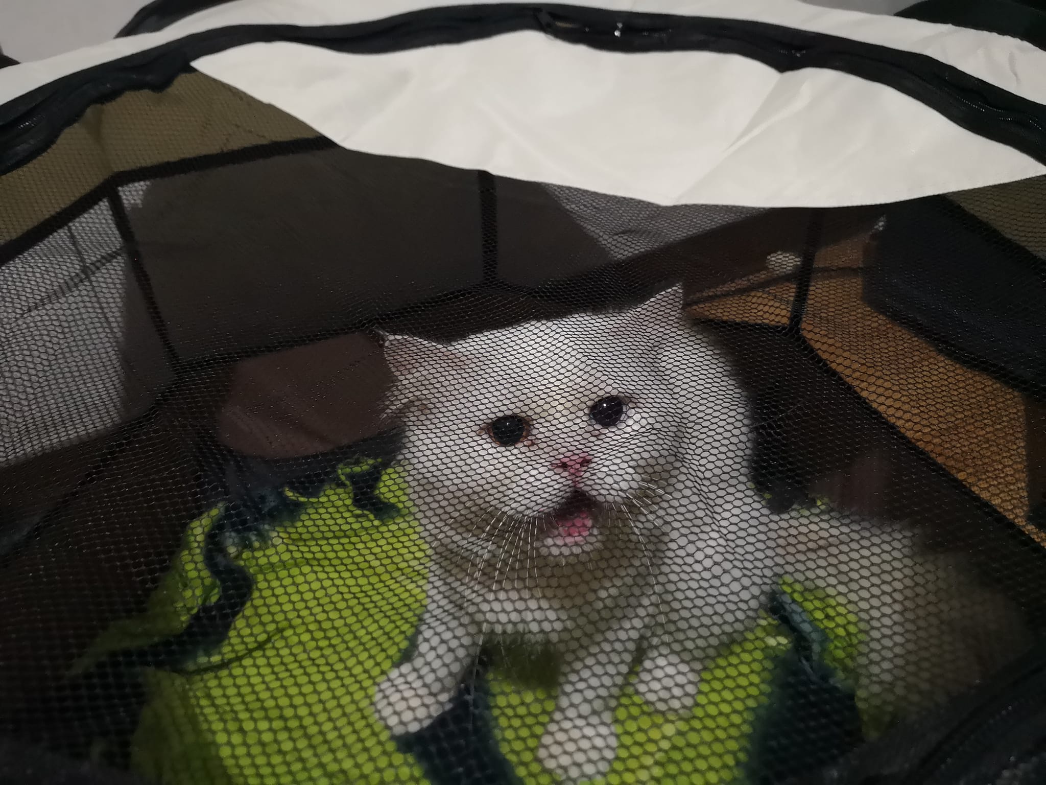 Epic Whisker Jump