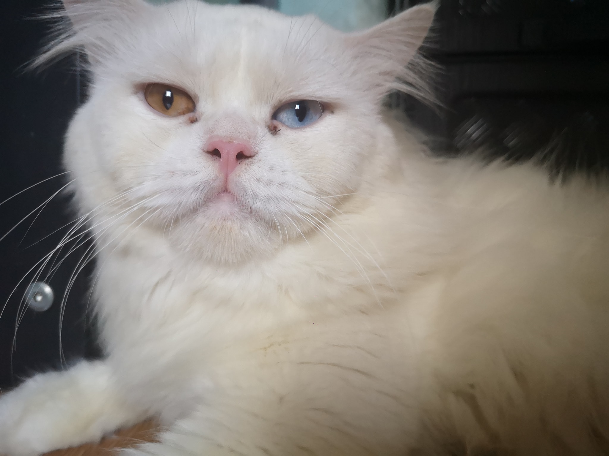 Cat 1 Image 2