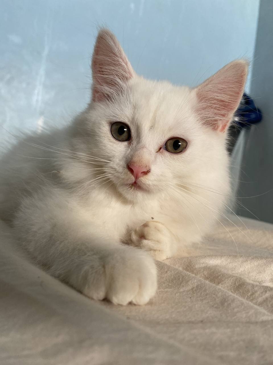 Cat 4 Image 1