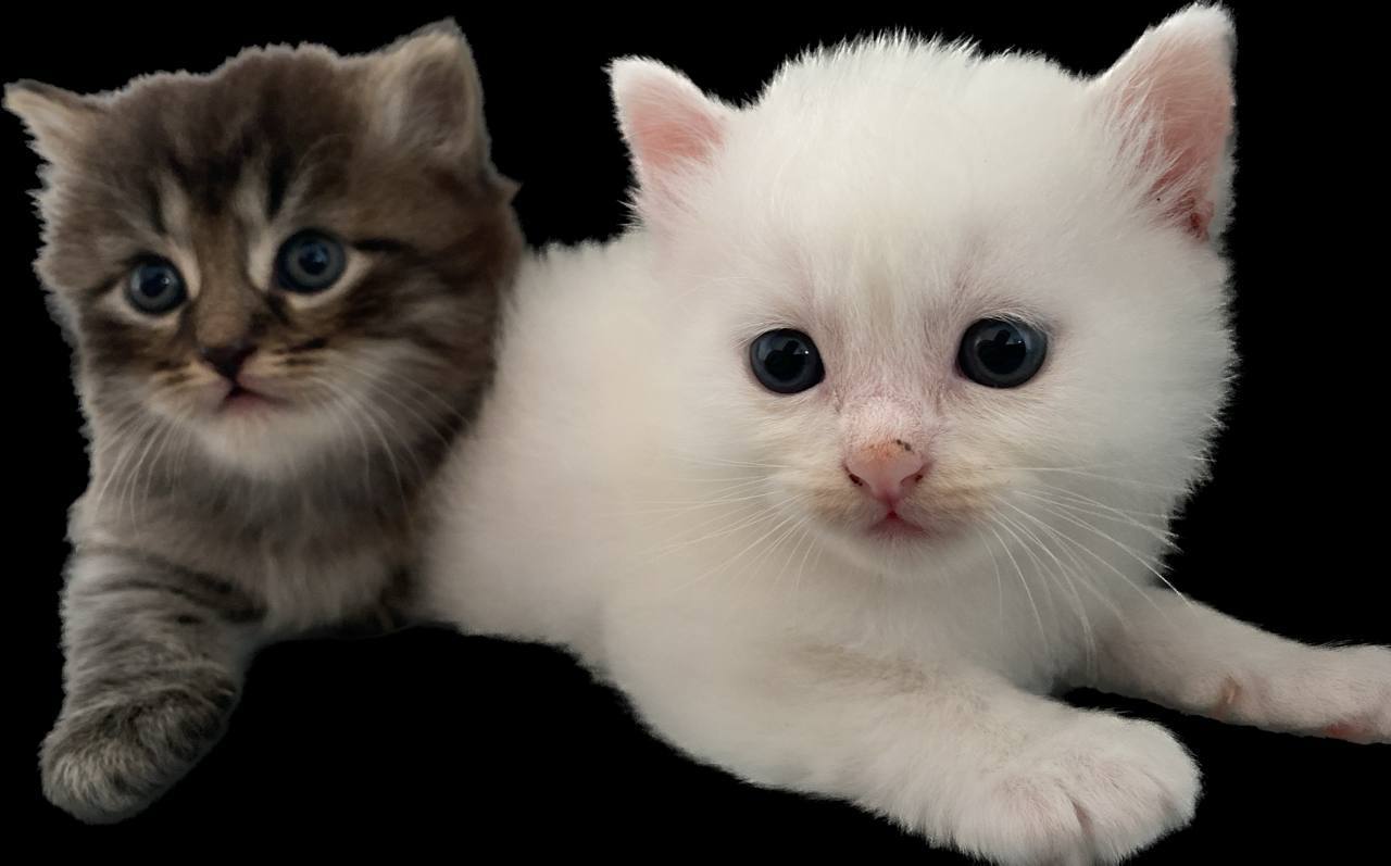 Cat 4 Image 2