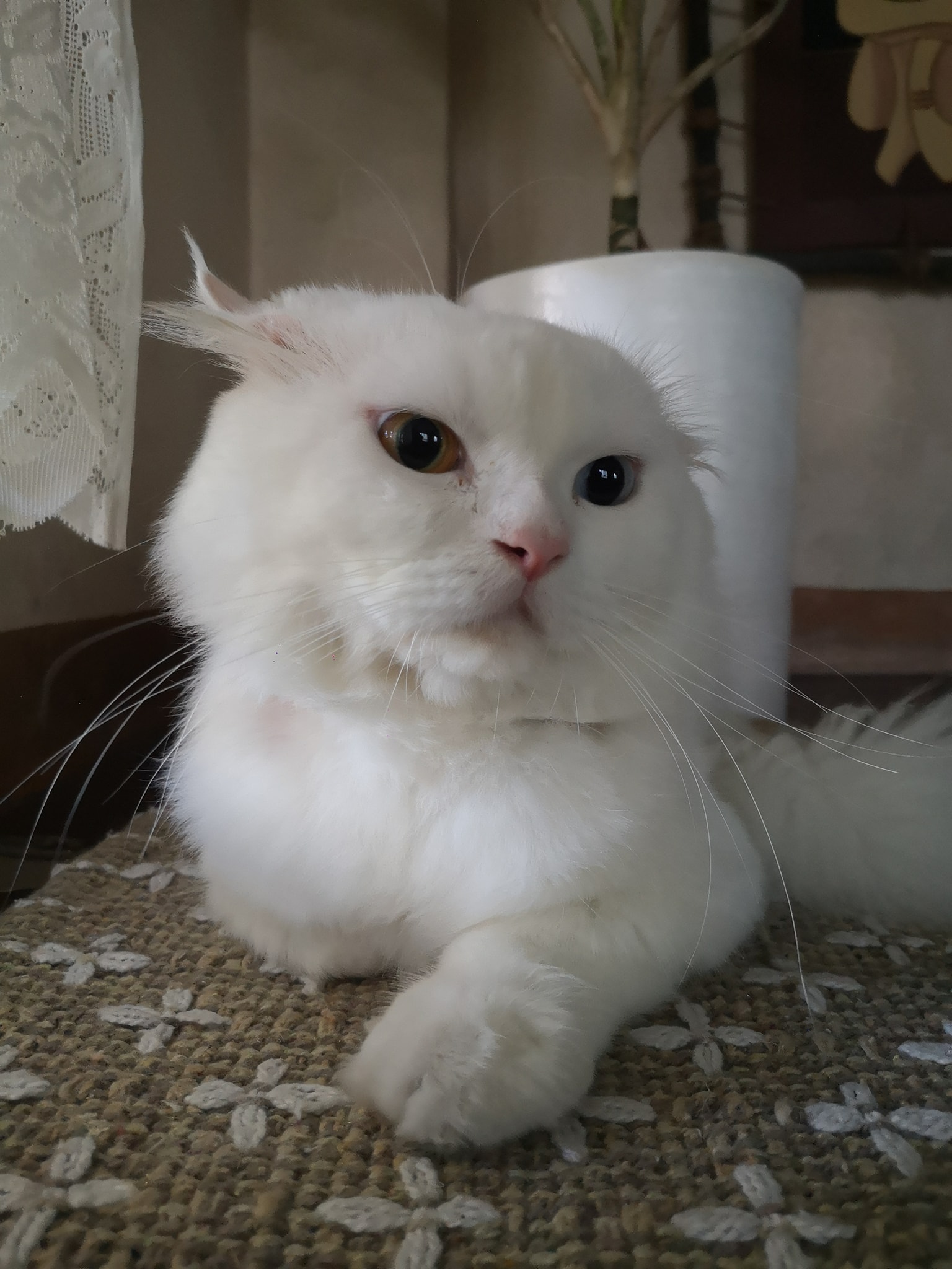 Zeus