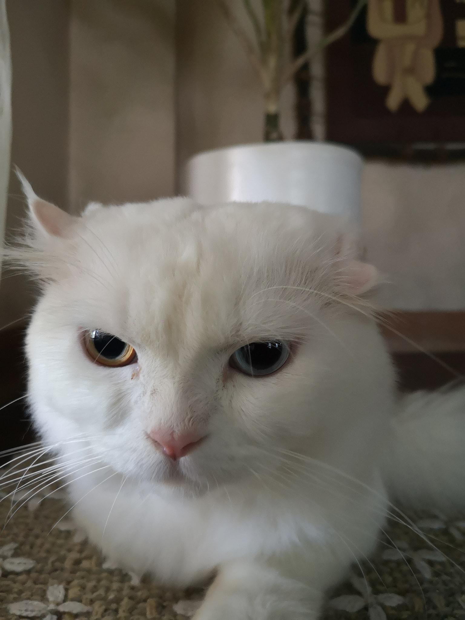 Cat 7 Image 1