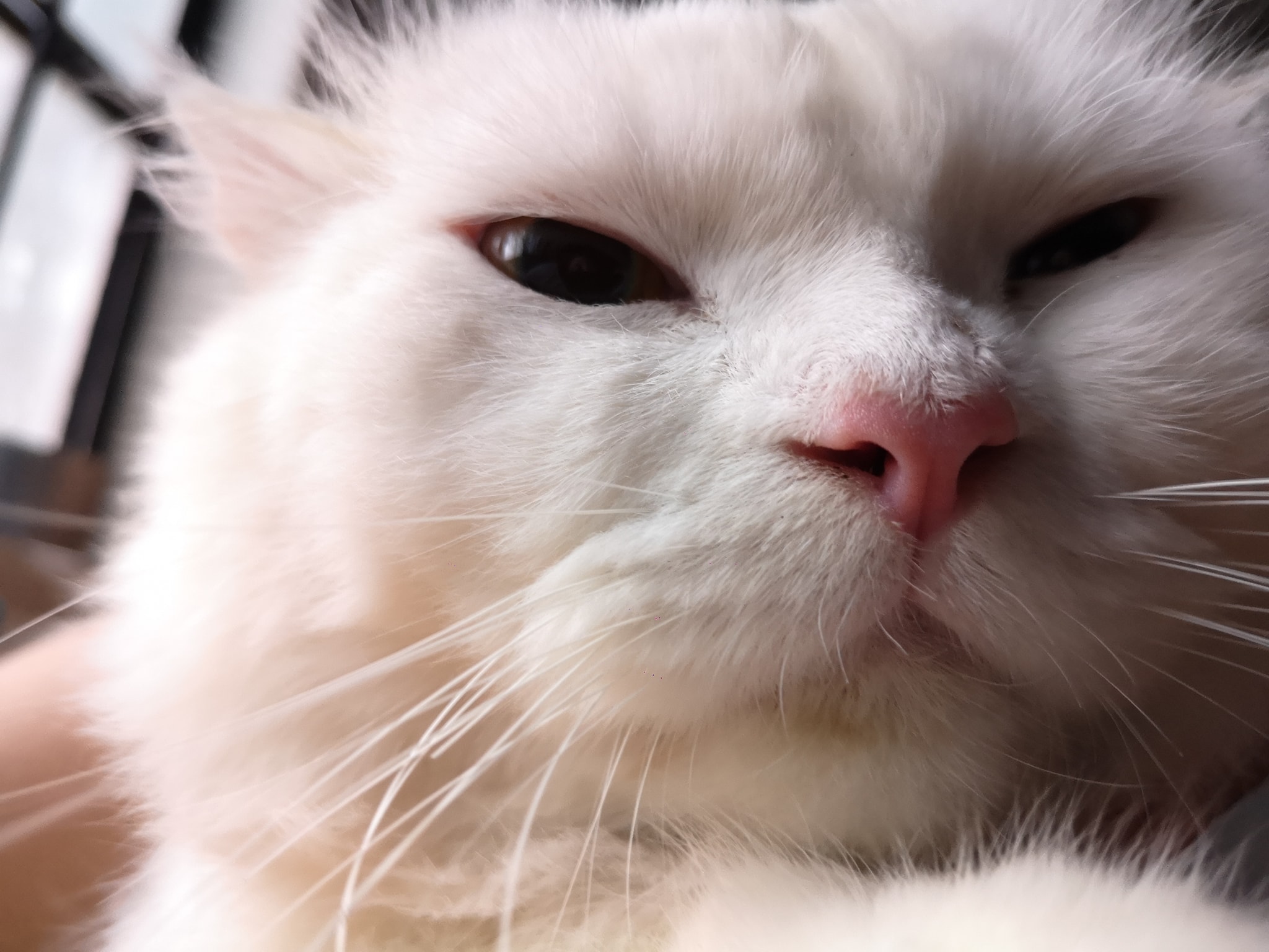 Cat 7 Image 2