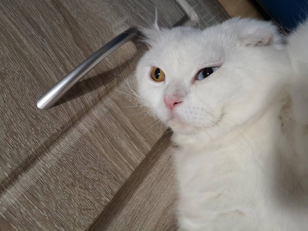 Cat 2 Image 2
